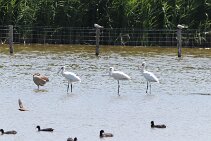 IMG_1957 null