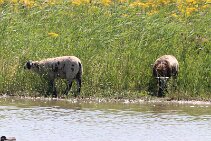 IMG_1960 null