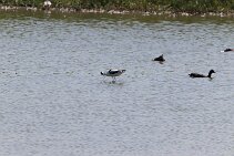 IMG_1962 null
