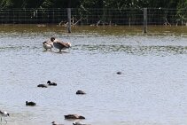 IMG_1965 null