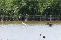 IMG_1967 null