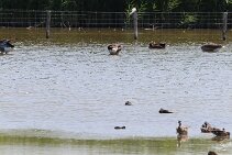 IMG_1971 null