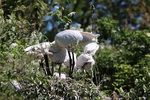 IMG_1534 null