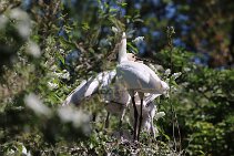 IMG_1537 null