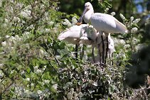 IMG_1540 null