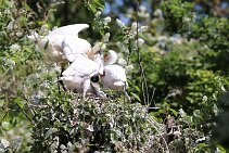 IMG_1543 null
