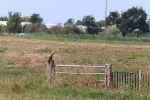 IMG_2056 null
