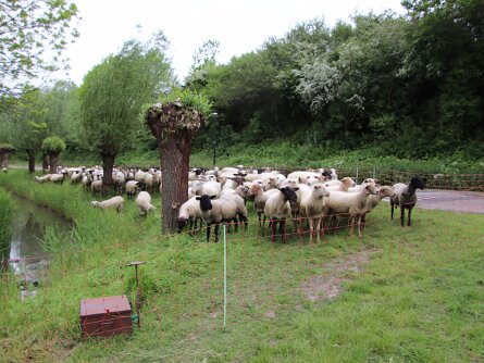 Schapen Weidedreef Rijswijk